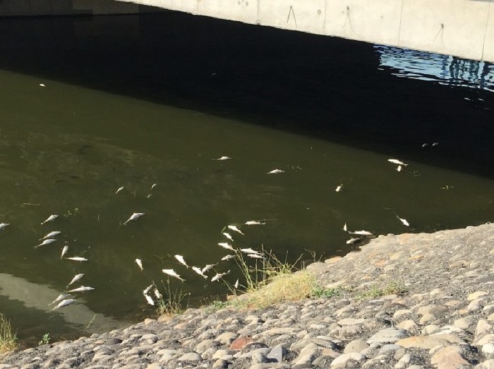 魚屍多在後勁溪國昌里德中橋一帶，因氣溫不斷飆高，現場傳來陣陣惡臭。   圖：高雄市環保局提供