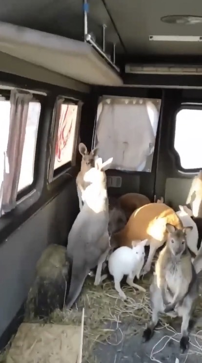 廂型車上的袋鼠們自哈爾科夫動物園疏散出來，只見近十隻袋鼠茫然的看著眼前的一切，渾然不覺自己居住的世界究近產生了什麼變化。   圖:翻攝自Olexander Scherba推特