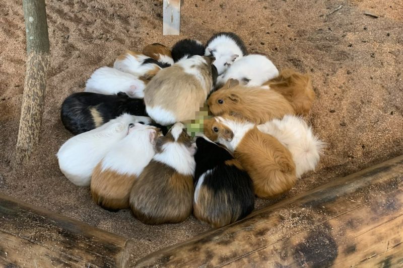 日本「長崎生物公園」裡的天竺鼠日前圍成一圈，看起來很像在進行某種神秘儀式。   圖／推特帳號ngsbiopark