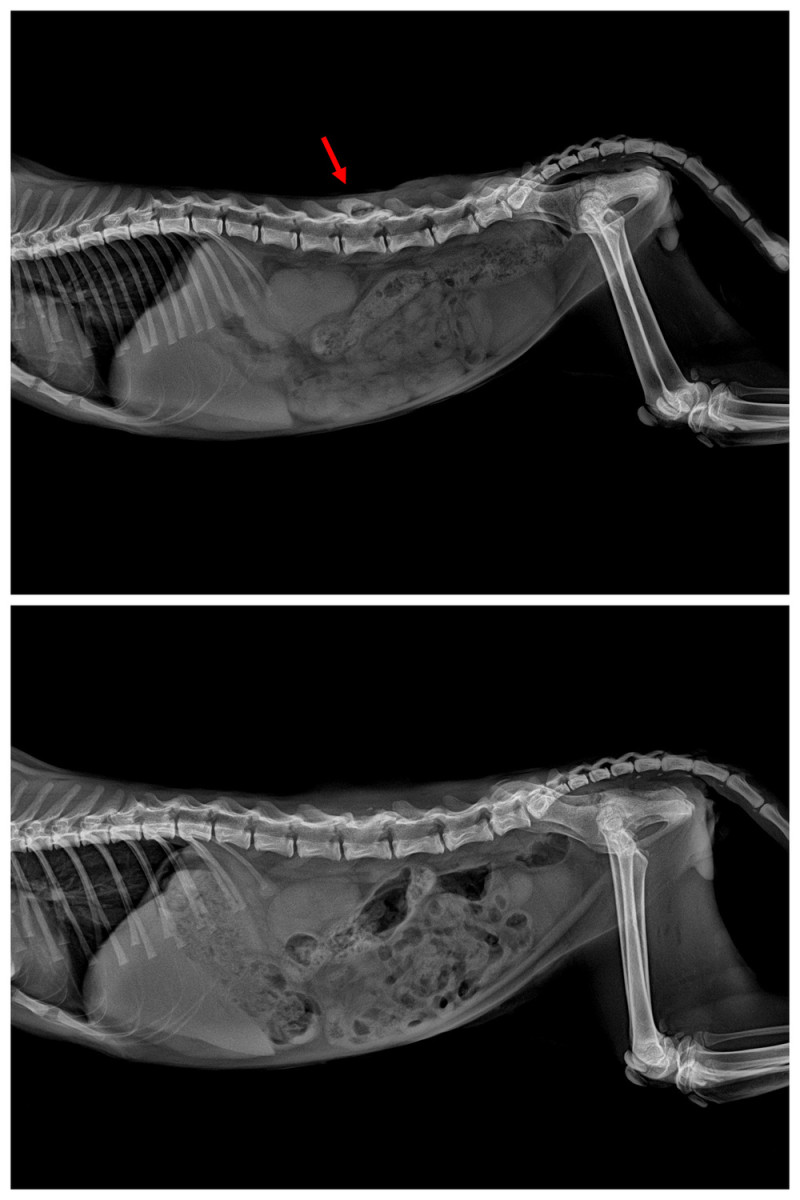 動保處X光檢查「大薯」，發現牠第四腰椎背側棘突骨折 (上圖手術前，下圖手術後)。   圖：新北市動保處提供