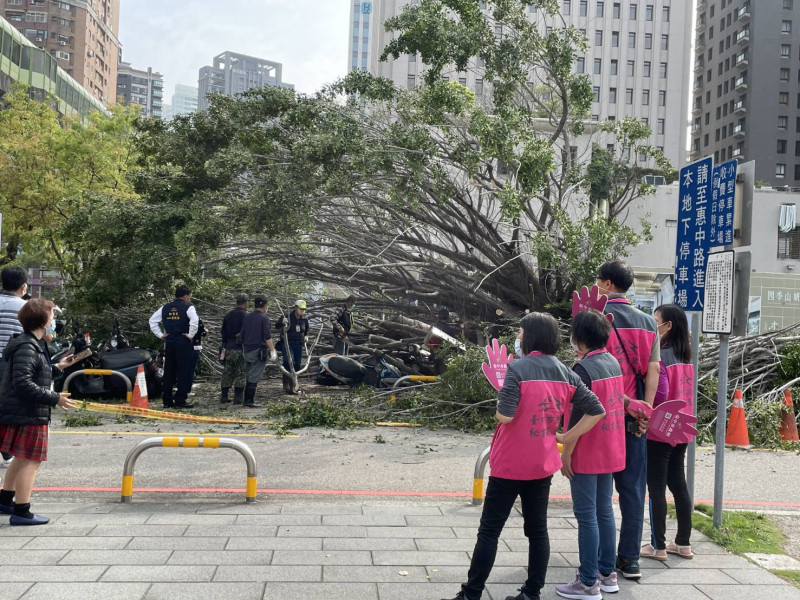 中市府旁一棵50年老榕樹突然倒塌。   網友/提供 
