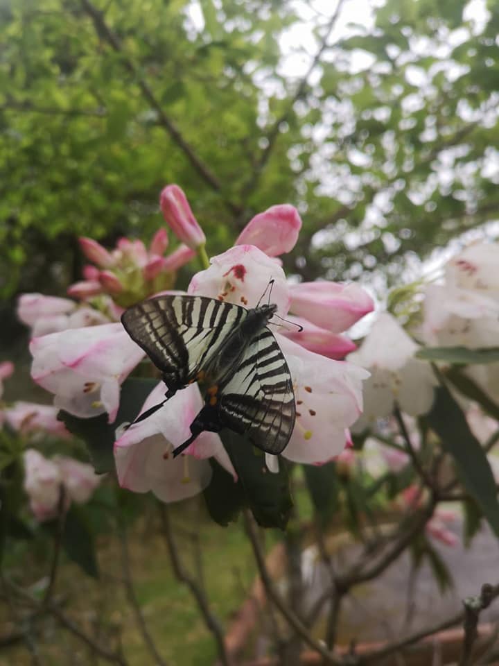 玉山杜鵑吸引到吸蜜的升天鳳蝶，獨特的黑白色在粉紅花海間忽上忽下   圖：翻攝自林務局東勢林區管理處臉書 