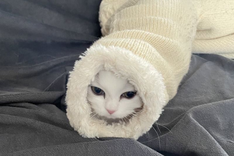 日本推主一家迎接小白貓加入，過兩天牠竟變新興物種，網友見圖喊：「超可愛」。   圖／Twitter：NEKOLAND13