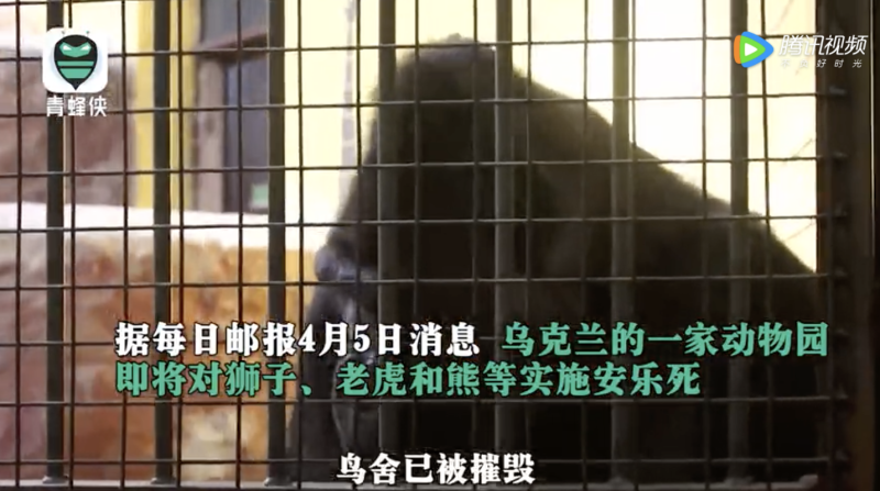 烏克蘭生態公園負責人表示，為了不讓獅子、老虎等兇猛動物逃竄至郊區，造成生命財產的損失，將安排為他們進行安樂死。   圖：翻攝青蜂俠