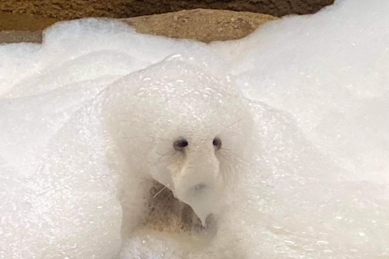 美國堪薩斯城動物園竟然出現一隻「泡泡怪」！   圖／FB帳號KansasCityZoo