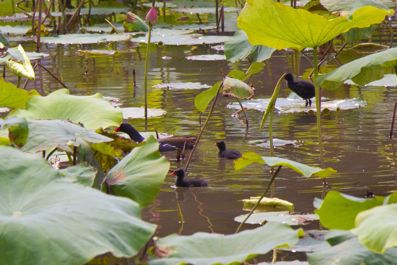 濕地提供的絕佳環境，還可以看到紅冠水雞家族。   圖：新北市水利局/提供