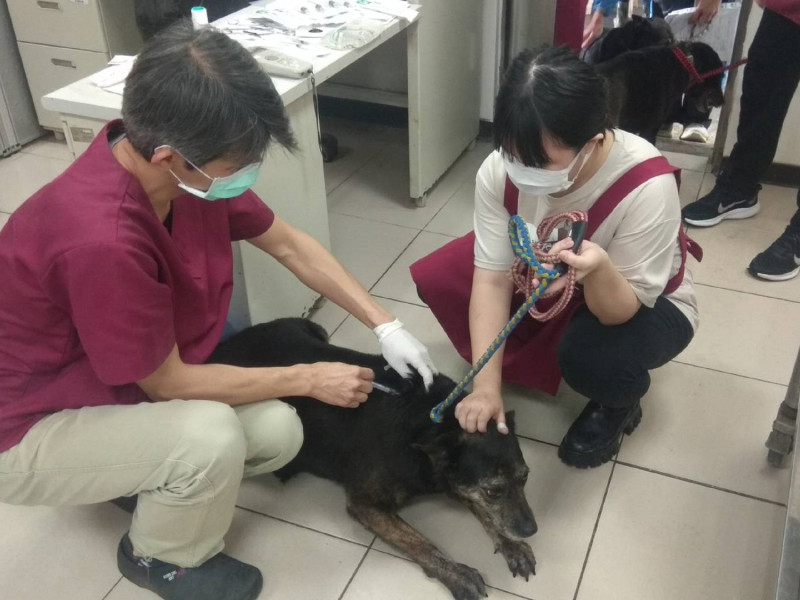 中和動物之家的志工帶狗出籠散步時，順道至醫療室由獸醫師黃繼霆完成疫苗注射。   圖：新北市動保處提供