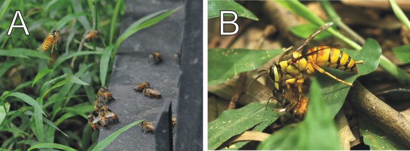 雙色虎頭蜂於蜂場前徘徊，伺機捕獲出入的蜜蜂（圖A），牠的體型比蜜蜂大很多，幾乎是手到擒來（圖B）。   圖：林業試驗所提供/李偉傑攝