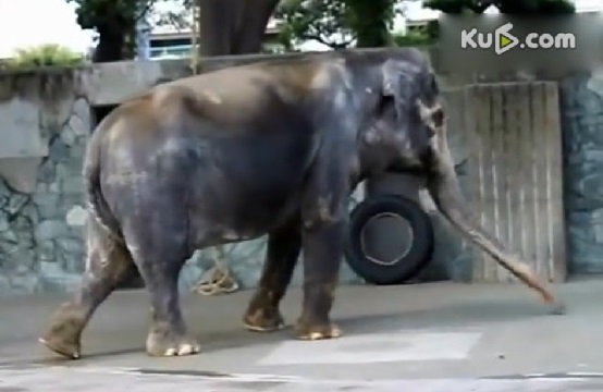 日本東京武藏野市動物園所飼養的母象「花子」，26日下午以69歲高壽去世。   圖：翻攝自網路