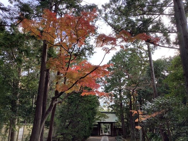 北條政子所建的夀福寺也是紅葉名寺   圖：劉黎兒/攝