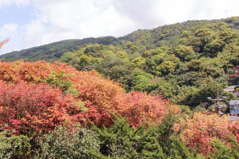 陽明山捎來季節限定的楓紅美景。   圖：台北市政府工務局大地工程處/提供