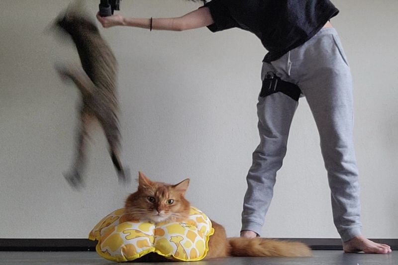 日本一名飼主日前在家玩健身環運動時，遭到貓主子頻頻干擾！   圖／推特帳號chipie0826