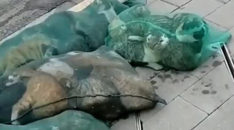 中國飼主染疫，無辜寵物貓將被中國當局處死。   圖：翻攝《每日郵報》
