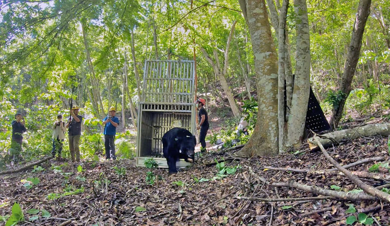 黑熊野放出籠，由護管員鳴槍進行負面制約，避免黑熊過度親近人類。   圖：林務局／提供  
