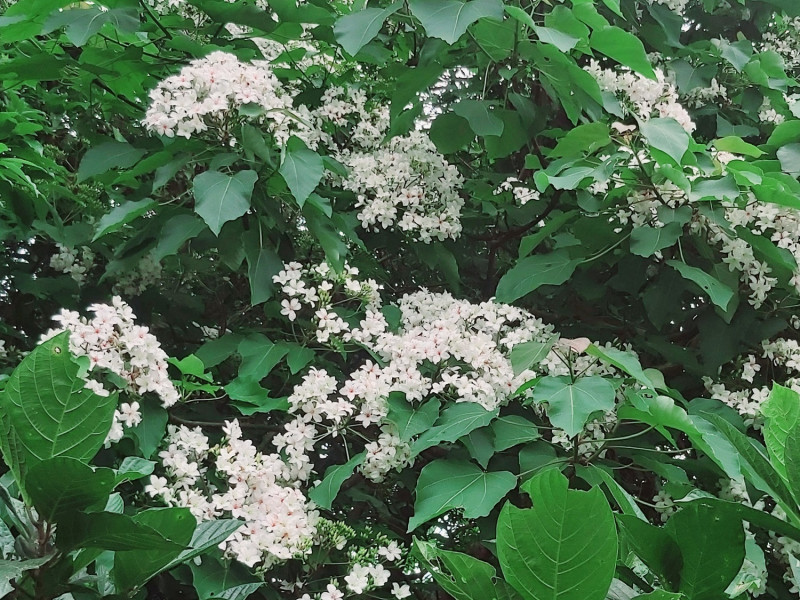 俗稱五月雪的桐花已開滿枝頭。   圖：新北市綠美化景觀處提供