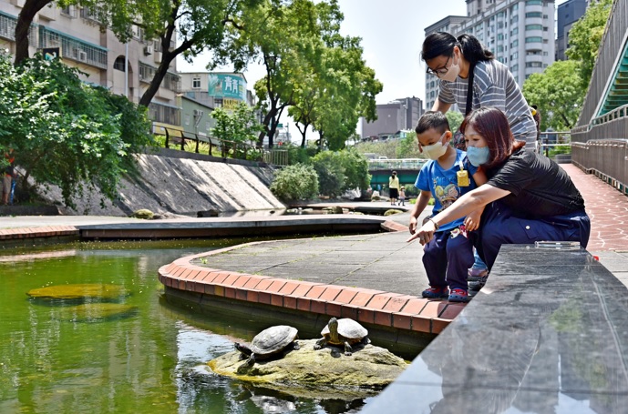 中港大排河廊生態好吸睛。   圖：新北市水利局提供