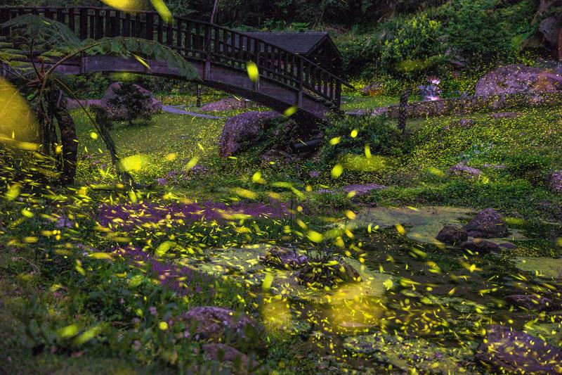 每年3至5月是阿里山地區賞螢火蟲季節，許多民眾都會前來一睹這限時美景。   圖／阿里山國家風景管理處