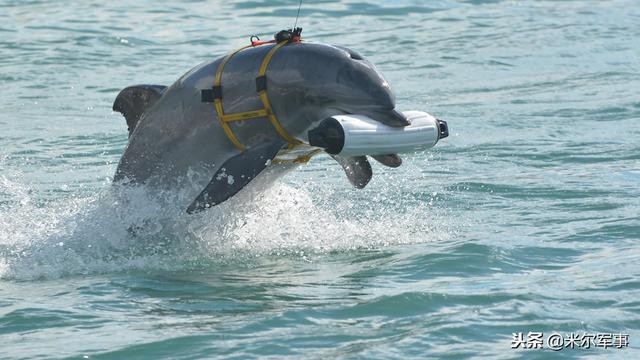 傳言俄羅斯海軍部署訓練有素的海豚，防止特種部隊潛水員潛入海軍基地破壞。   圖：翻翻陸網/頭條
