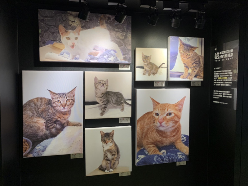 展出貓村內貓隻照片。   圖：新北市動保處提供