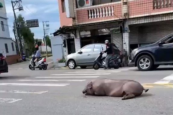 ▲豬跳車的畫面，讓不少網友逗趣表示「真的降肉了」。（圖／截取自《爆廢公社二館》影片）   