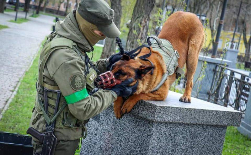 改投身烏克蘭軍隊效力的軍犬Max（右），在烏克蘭國民警衛隊服役，如魚得水。   圖：翻攝自Proud Ukraine推特