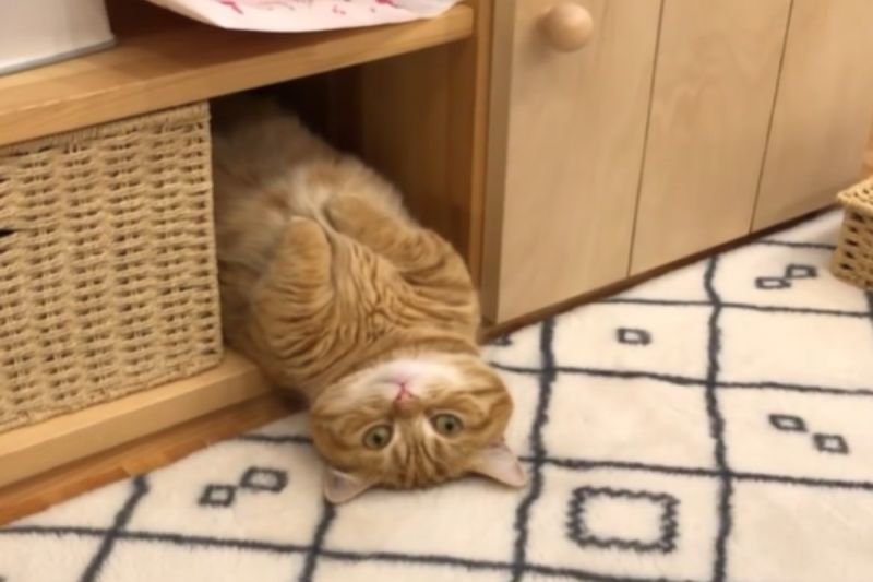 日本一隻橘貓日前被飼主看見從櫃子裡「倒栽蔥」流出來耍廢。   圖／IG帳號chomiputi