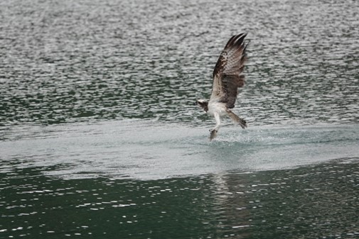 冬季魚鷹前來度冬，便吸引大批鳥友前往拍攝。   圖：新北市動保處提供