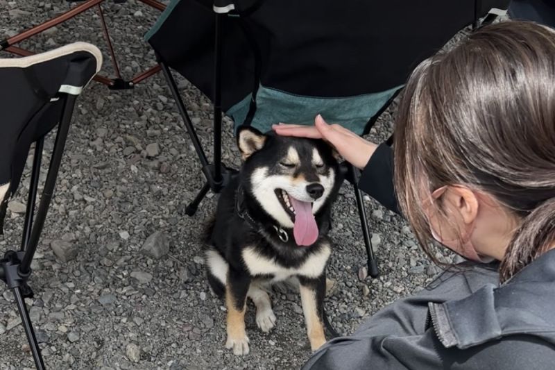 黑柴犬被正妹摸頭笑成花，見男人竟臉色巨變：「別碰我好嗎？」   圖／Twitter：sumisumi_mame