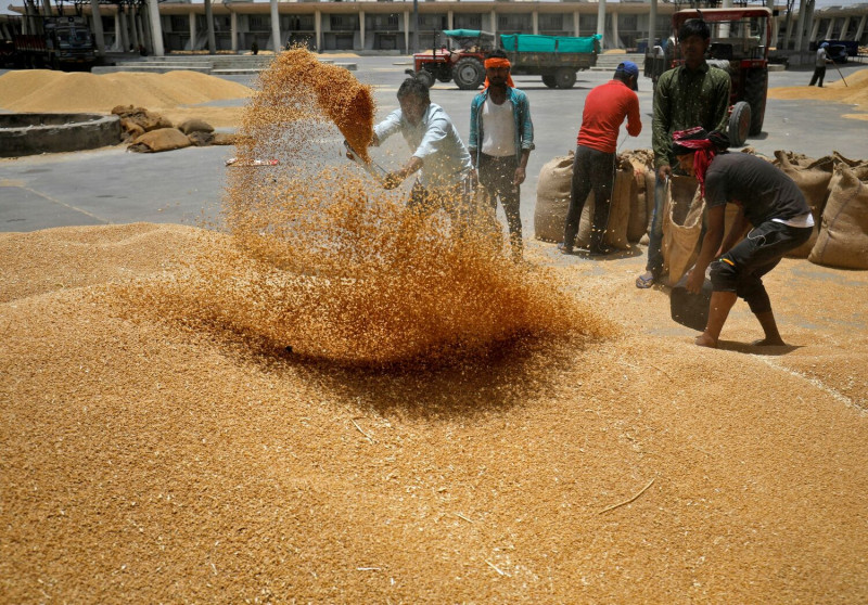 印度民眾正在曬小麥。（資料照）   圖：達志影像 / 路透社