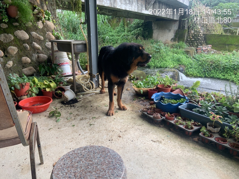 獒犬被發現在林口山區的宮廟旁。   圖：新北市動保處提供