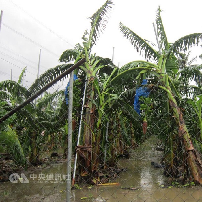 颱風尼伯特造成全台農損逾10億元。圖為旗山香蕉災損情形。    圖：中央社/高雄市農業局提供
