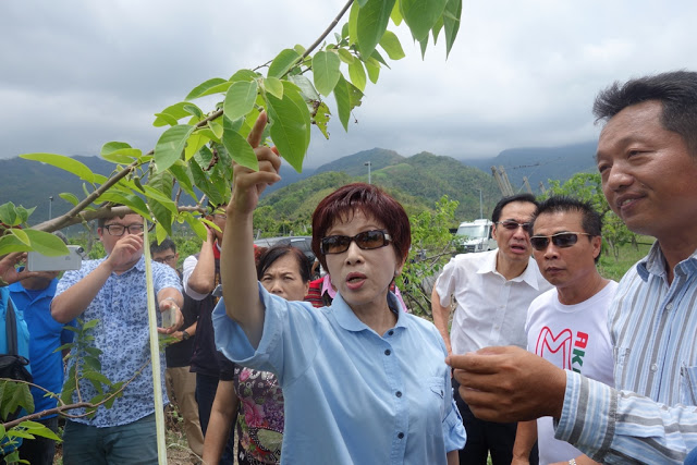 國民黨3日赴台東召開行動中常會，國民黨主席洪秀柱也前往當地農園關心，受到颱風尼伯特影響的農損情況。   圖：國民黨文傳會提供