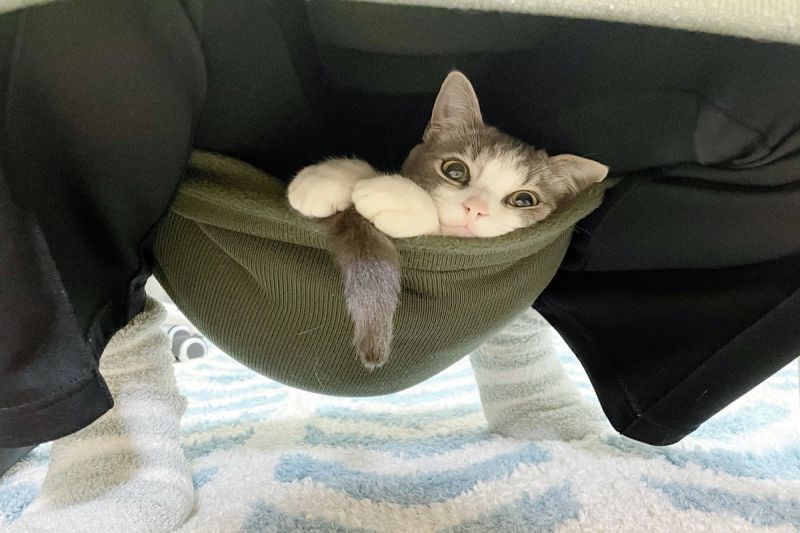 日本一隻貓咪窩在「吊床」裡，但仔細一看竟然是奴才的裙擺。   圖／推特帳號nekochaniru
