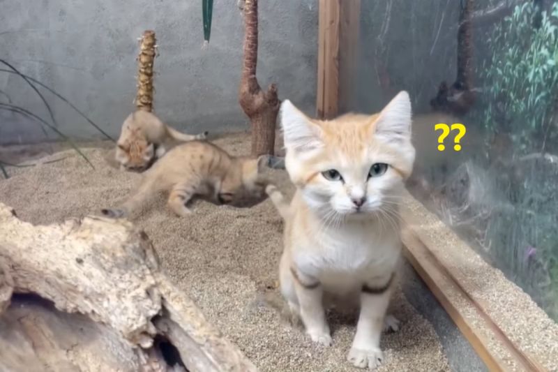 日本神戶動物王國沙漠貓同時忙著「挖沙」，原來是要集體上廁所啦！   圖／神戶動物王國Kobe Animal Kingdom授權提供