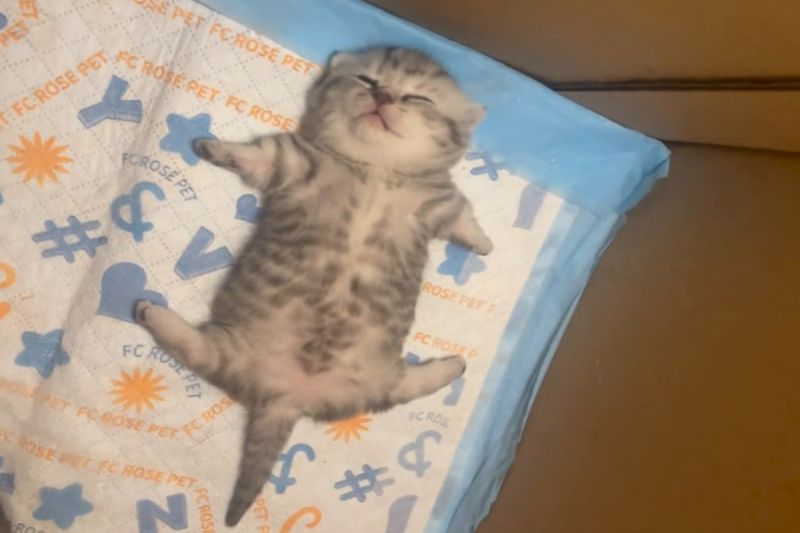 中國一隻小奶貓以獨特的「一字馬大字型」睡姿，逗趣許多網友。   圖／抖音帳號小王八愛躺平
