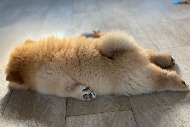 只想好好睡覺，鬆獅犬地板上大融化，網友笑：「是假日的我」。   圖／Instagram：kota_thechow