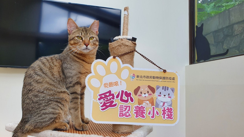 猴硐貓公所籌備處，可以領養貓咪喔！   圖：新北市動保處提供