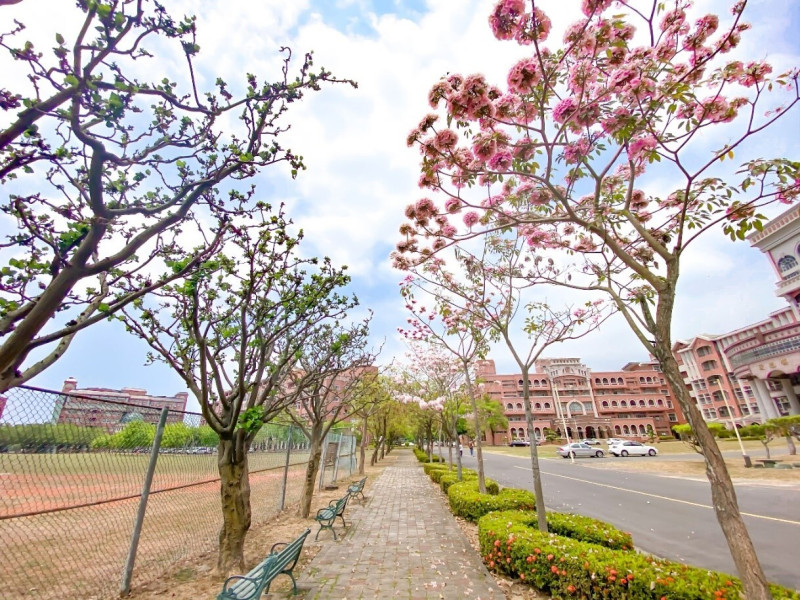 台灣首府大學今年洋紅楓鈴木盛開，美不勝收，但學校面臨少子化衝擊，教育部證實校方因財政困難，將被列為專輔學校。   圖：擷取自台灣首府大學官網