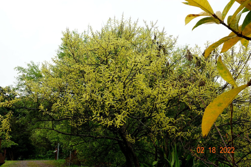 水社柳，台灣特有種，曾為瀕臨絕種的植物，也可於在漳和濕地發現。   圖：林振興於漳和濕地拍攝