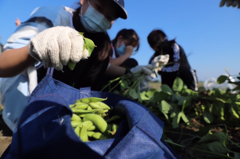 小學生在田地撿毛豆。   圖：高雄市農業局提供