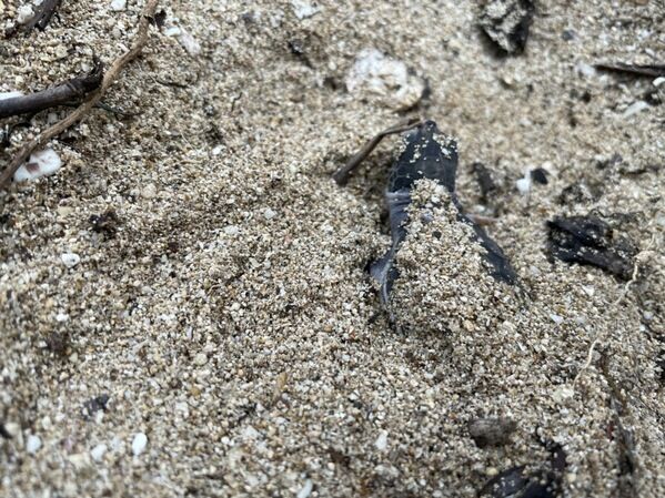 今年小琉球記錄到的第一窩小海龜。   圖：社團法人台灣咾咕嶼協會／提供