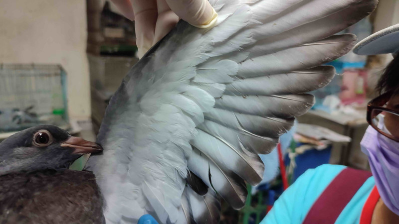 鳥類密緻羽毛下寄生肉眼不易察覺微小約1釐米白色禽蟎。   圖：新北市動保處提供