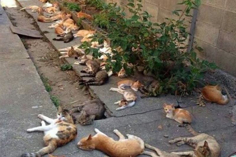 國外一名網友在院子種植貓薄荷驅蚊，沒想到竟引來一群貓咪來「嗑草」！   圖／推特帳號pakaguchi