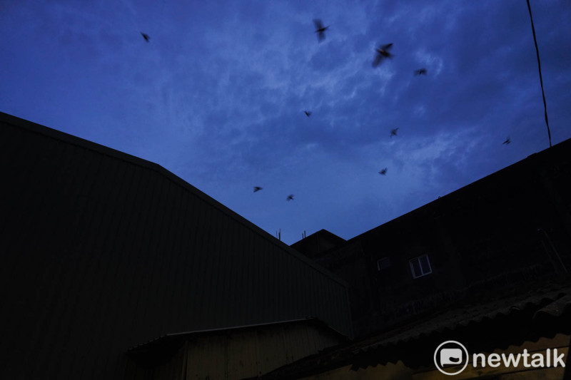位在桃園市大園區竹圍里內，已完成點交的房子，太陽下山後即陷入一片漆黑，只有幾隻燕子在天空盤旋。   圖：張良一/攝