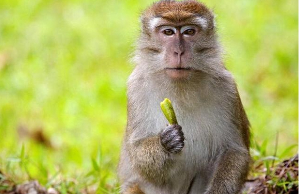 食蟹獼猴（學名：Macaca fascicularis）：也稱長尾獼猴，常被生技公司拿來做藥物實驗。   圖 : 翻攝自KKNews