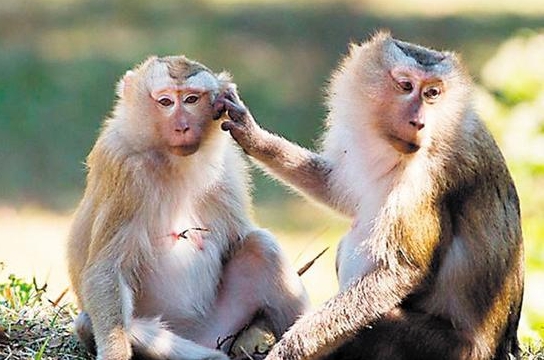 食蟹獼猴（學名：Macaca fascicularis）：也稱長尾獼猴，常被生技公司拿來做藥物實驗。 圖 : 翻攝自KKNews