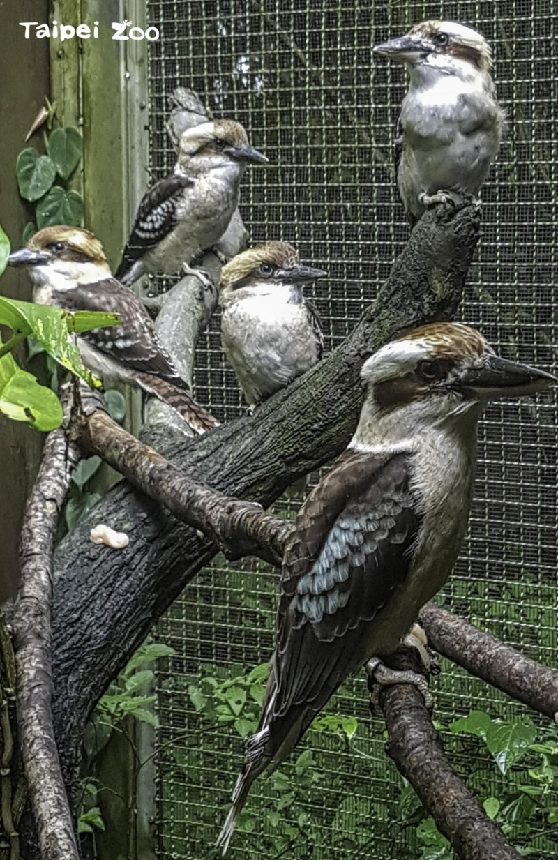 笑翠鳥全家福。   圖：台北市立動物園/提供