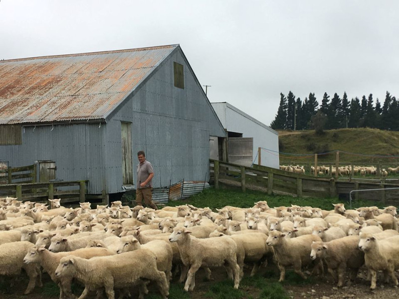 紐西蘭基督城郊外的一處農場。   圖：翻攝自環球網