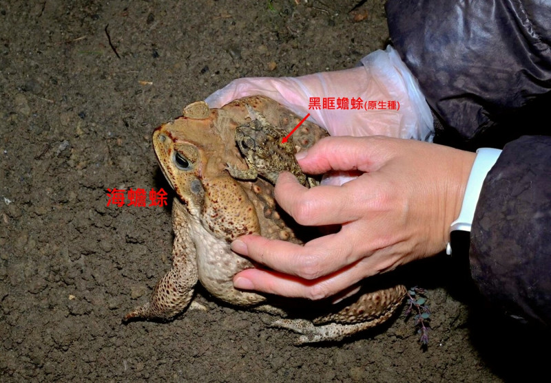 海蟾蜍與其背上的台灣原生黑眶蟾蜍，體型相差懸殊   圖：林務局/提供