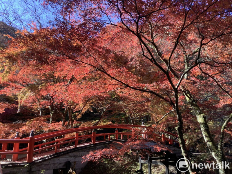 許多台灣朋友覺得看不到櫻花，至少今年要看到日本紅葉，圖為伊香保溫泉的紅葉。   圖：劉黎兒／攝影